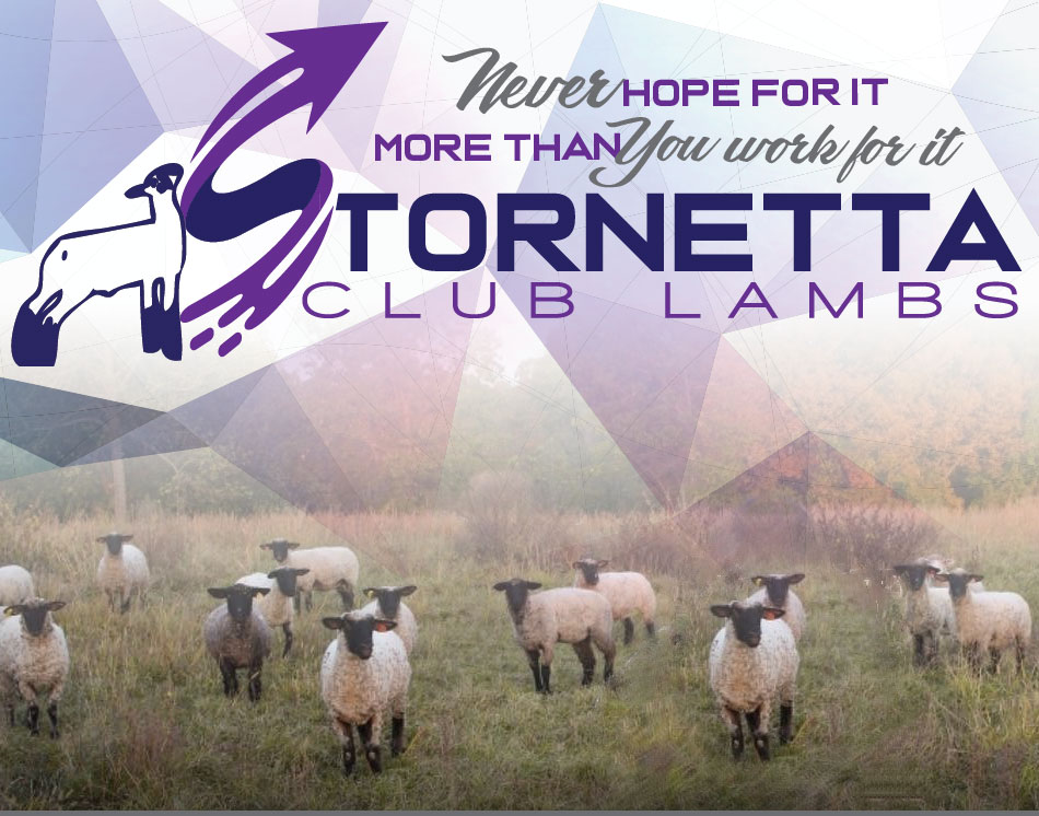 Stornetta Club Lambs
