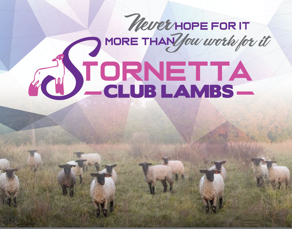 Stornetta Club Lambs