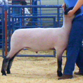 Stornetta Winners