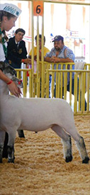 Stornetta Winners