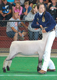 Stornetta Winners